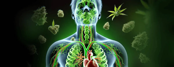 How Long Do Drugs Stay In Your System?