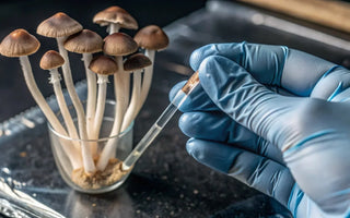 Psilocybin and Drug Testing: How Long Do Magic Mushrooms Stay in Your System?